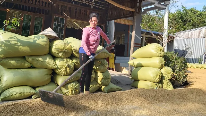 Cà Mau: Đẩy mạnh liên kết sản xuất và tiêu thụ sản phẩm nông nghiệp