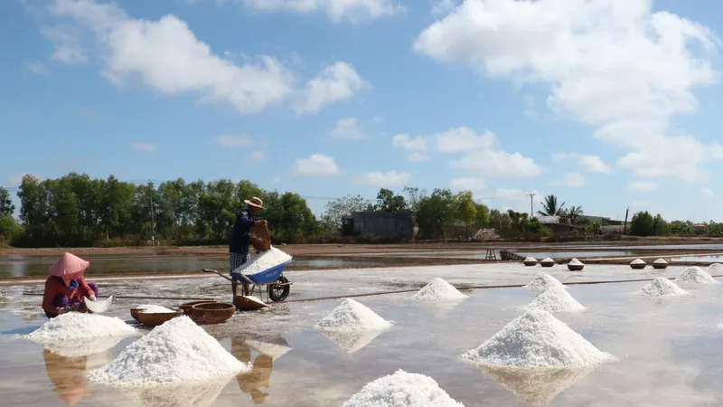 Bạc Liêu: Sản lượng muối tăng gần gấp đôi so với cùng kỳ