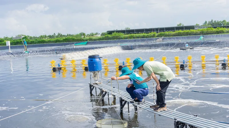 Tìm giải pháp nuôi tôm thích ứng với biển đổi khí hậu
