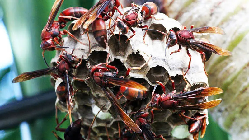 Bị ong vò vẽ đốt hơn 100 vết, một người đàn ông tử vong