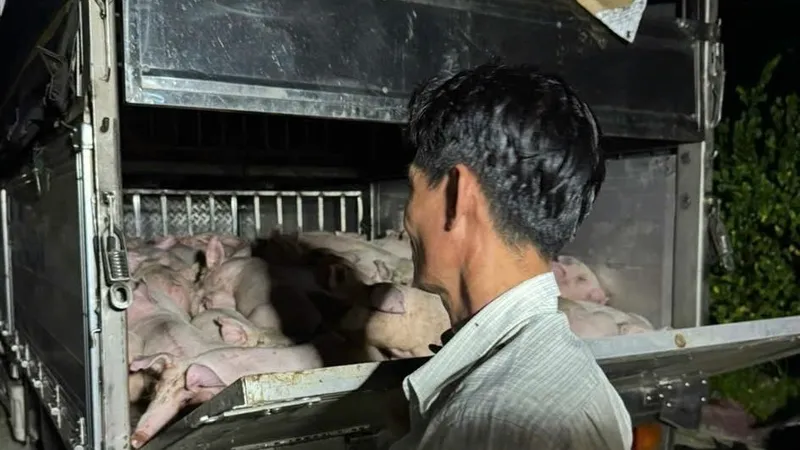Số lượng heo vận chuyển không có giấy kiểm dịch