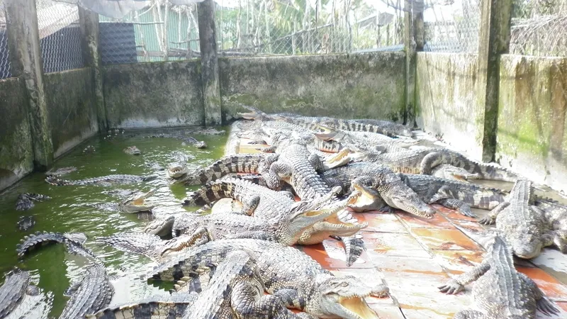 Sau vụ cá sấu sổng chuồng, Cà Mau tăng cường quản lý vật nuôi có nguồn gốc tự nhiên