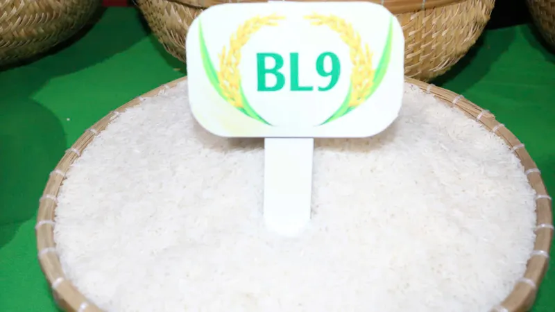 Gạo BL9 được trao giải nhất cuộc thi Gạo ngon đồng bằng sông Cửu Long lần thứ I