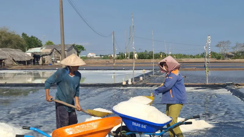 Cà Mau: Gần 7 tỷ đồng hỗ trợ diêm dân bị thiệt hại do mưa trái mùa