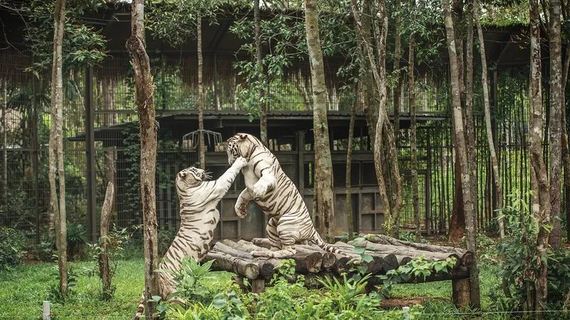 Vinpearl Safari Phú Quốc: Lọt vào tốp đầu vườn thú và thủy cung tại châu Á