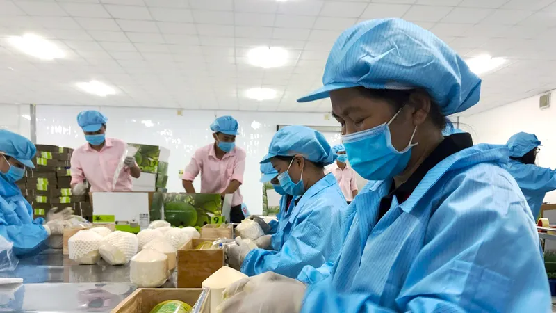 Dừa xiêm xanh Bến Tre được cấp văn bằng bảo hộ dưới hình thức nhãn hiệu chứng nhận