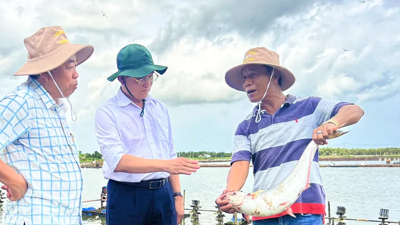 Mô hình nuôi cá trong ao tôm tại Sóc Trăng đang mang lại lợi nhuận cao cho người dân