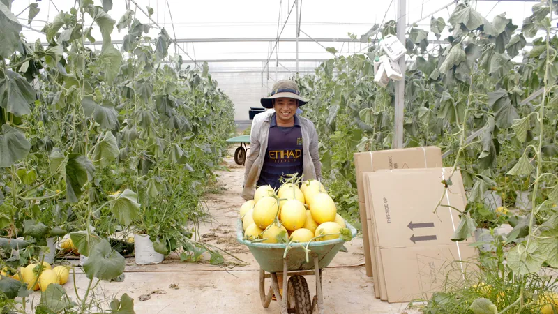 Thu hoạch dưa lưới ứng dụng nông nghiệp công nghệ cao ở xã Đất Đỏ, TPHCM