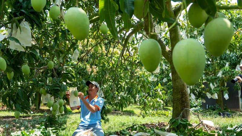 Tỉnh Đồng Tháp sẽ xây dựng bộ nhận diện thương hiệu cho các sản phẩm trái cây chủ lực