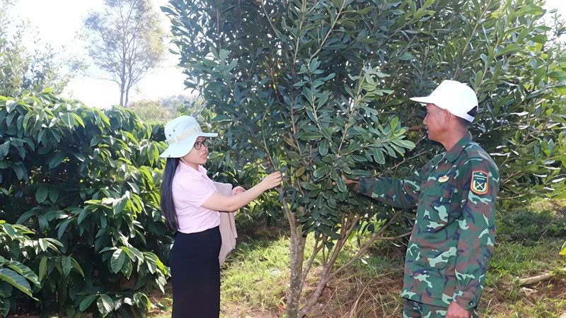 Nhờ nguồn vốn vay, anh A Hoài (thôn 8, xã Kon Braih) đã gây dựng được vườn mắc ca giá trị cao