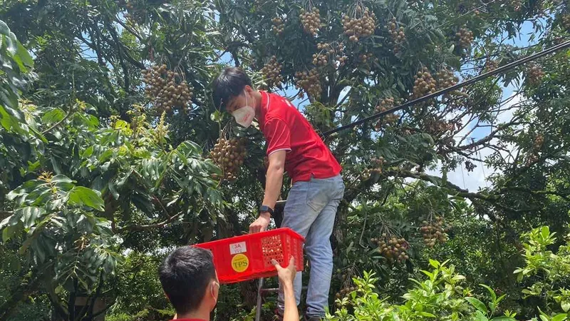 Nhân viên J&T Express chi nhánh Bắc Ninh hỗ trợ nhà vườn thu hái nhãn