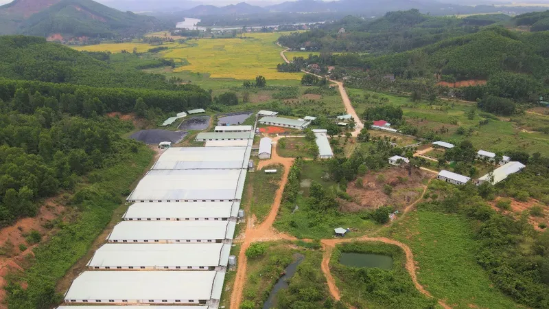 Trại Phú Hưng với qui mô 2.600 heo nái và 5.000 heo thịt