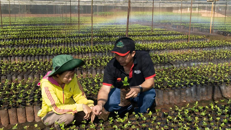 Nestlé hỗ trợ cây giống chất lượng cao cho người nông dân trồng cà phê tại Tây Nguyên