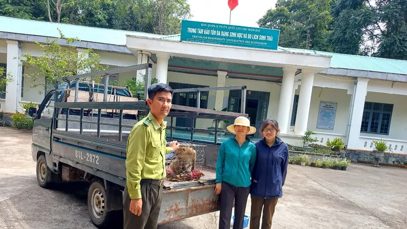 Trung tâm Bảo tồn đa dạng sinh học và Du lịch sinh thái (thuộc Vườn Quốc gia Chư Mom Ray) tiếp nhận chăm sóc cá thể khỉ đuôi lợn trước khi thả về tự nhiên