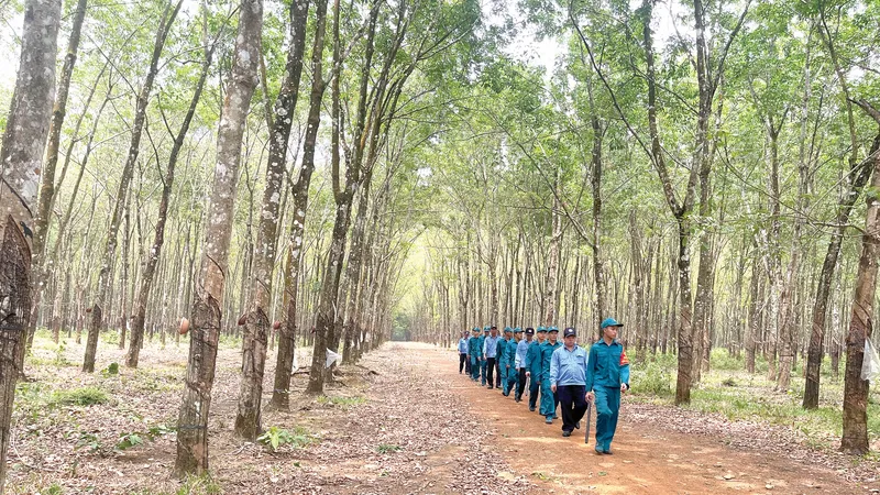 Công nhân cao su của Công ty TNHH MTV Lộc Ninh đang tuần tra bảo vệ cao su và biên giới tại xã Hưng Phước (huyện Bù Đốp, tỉnh Bình Phước)