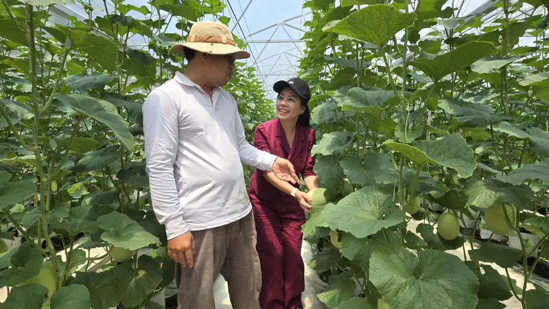 Ông Huỳnh Thanh Tâm giới thiệu mô hình trồng dưa lưới trong nhà màng tại xã Mỹ An. Nguồn vốn hỗ trợ từ Quỹ cộng đồng David Dương giúp gia đình ông mở rộng sản xuất và áp dụng kỹ thuật canh tác mới