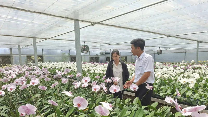 Vườn lan của anh Nguyễn Tuấn Trường tại xã Ninh Gia (tỉnh Lâm Đồng)