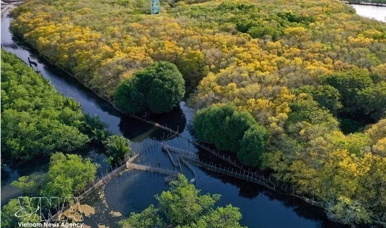 目前，承天顺化省已规划将海漆（Rú Chá）红树林面积扩大至20公顷，以助力减轻气候变化影响，并在三江潟湖地区发展生态旅游模式。图片来源：越通社