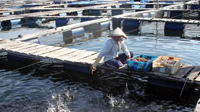 Một bè cá của người Trung Quốc tại Cam Ranh, năm 2012.