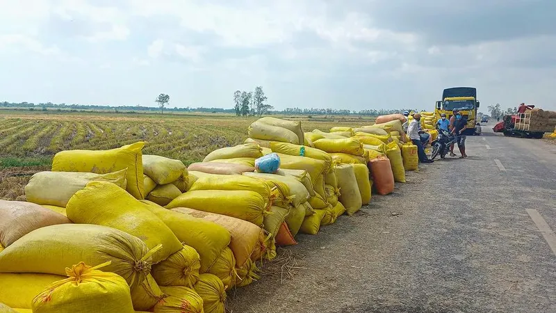 Thủ tướng chỉ đạo ổn định giá lúa, hỗ trợ nông dân