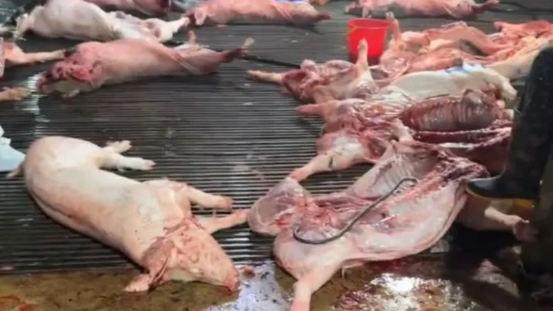 Công an TP Hà Nội đã khởi tố vụ án, khởi tố 8 bị can trong đường dây giết mổ, tiêu thụ heo dịch xảy ra trên địa bàn TP Hà Nội