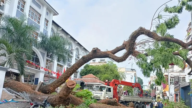 Sớm hoàn thiện quy trình quản lý, thanh lý gỗ từ việc thu hồi đốn hạ cây xanh