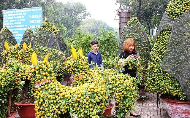 Người dân TPHCM tất bật lựa hoa kiểng đón Tết