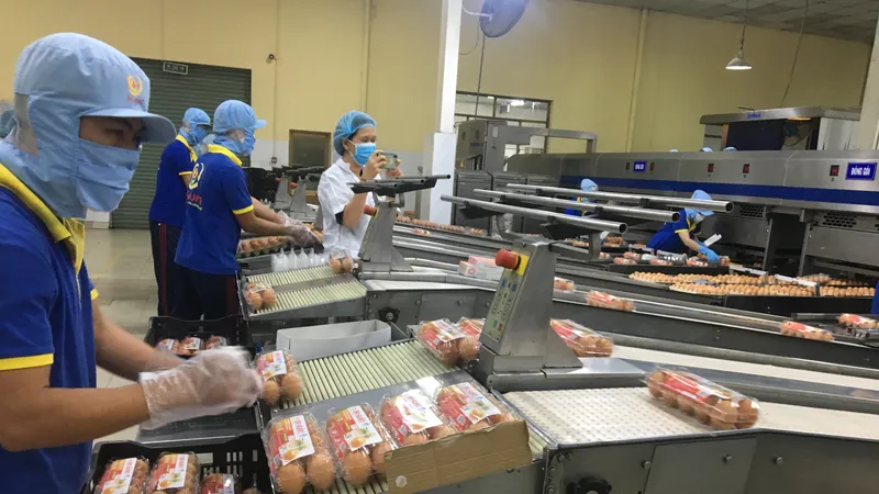 Quy trình đóng góp trừng gà tại Công ty CP Ba Huân
