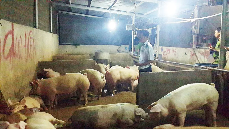 Bộ Công an bắt quả tang một địa điểm bơm nước vào heo ở Đồng Nai