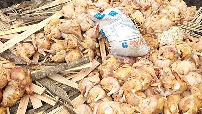 Gần 5 tạ gà bốc mùi hồi thối ông Phong chở đi bán bị phát hiện