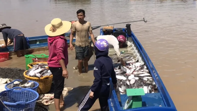 Cá bè La Ngà lại chết trắng sau mưa lớn