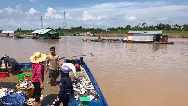Số lượng cá bè chết trên hồ Trị An lên đến gần 1.000 tấn