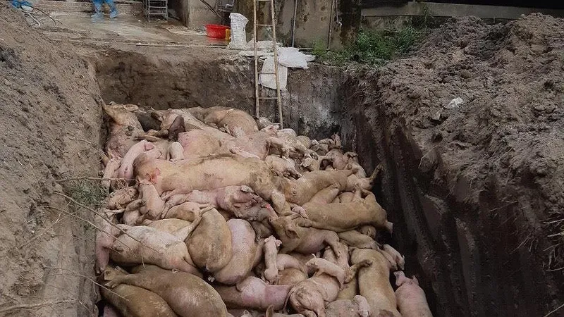 Đồng Nai: Điều tra nguyên nhân tái dịch tả heo châu Phi ở xã Đồi 61