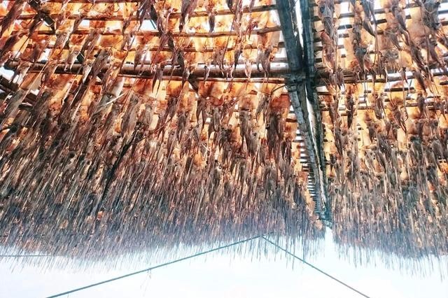 钓鱿鱼船每趟出海收入近百亿元 干鱿鱼价格创历史新高 