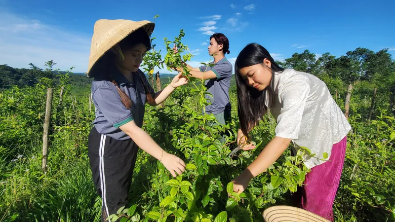 Du lịch nông dược liệu ở đỉnh Cổng Trời