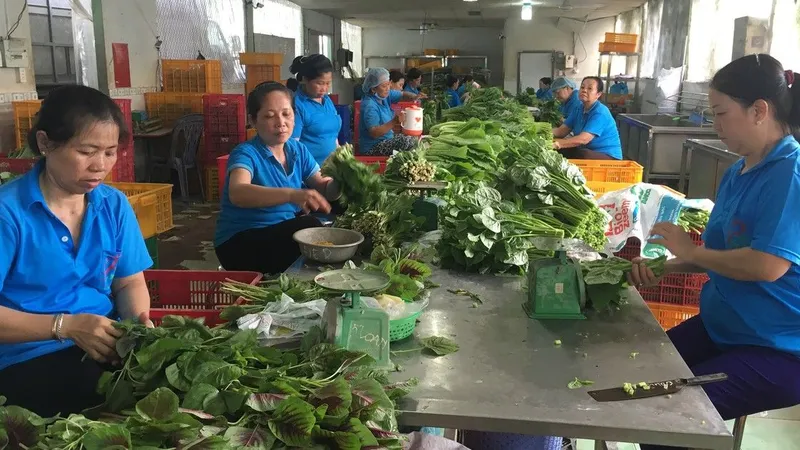 Cần có chế tài xử lý lãng phí phụ phẩm nông nghiệp