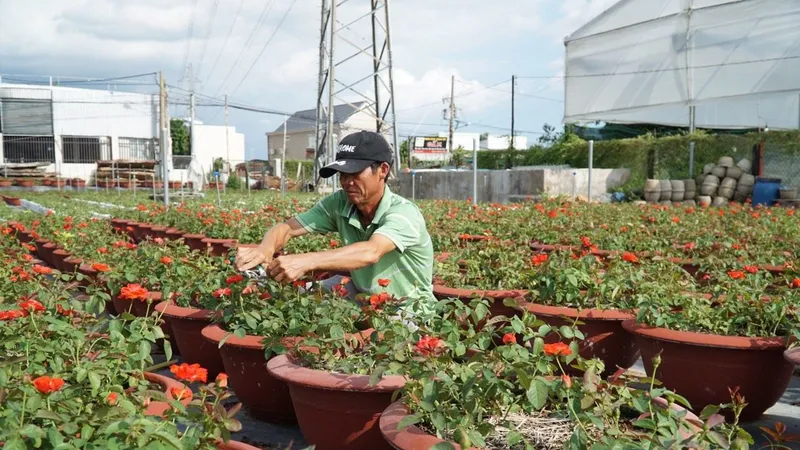 Bà Rịa - Vũng Tàu: Làng hoa Kim Dinh xuống giống 22ha hoa tết