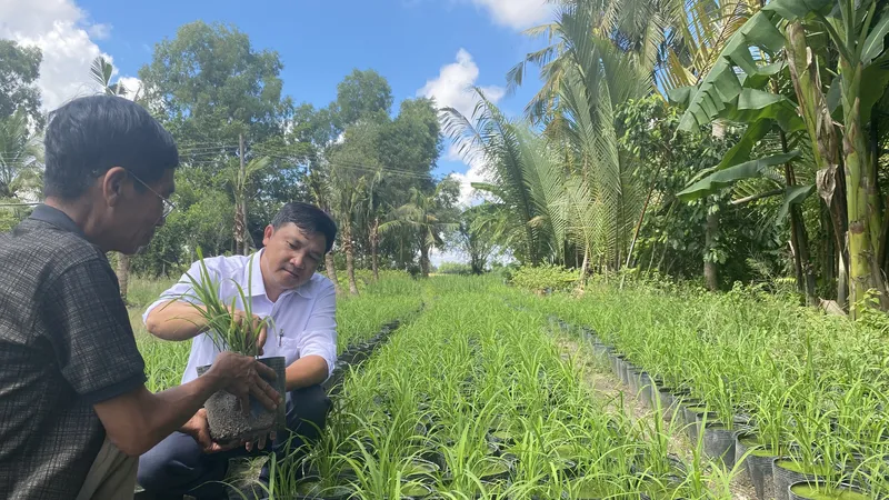Cơ hội đưa ngành hàng lúa gạo Việt Nam phát triển bền vững