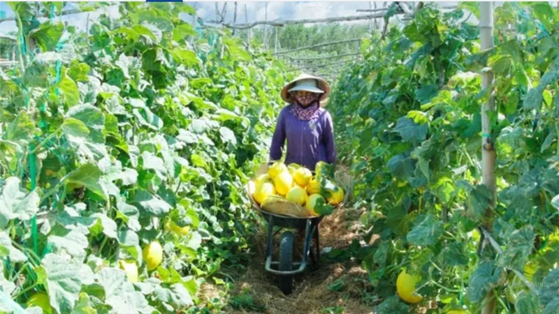 Sứ mệnh tập hợp nông dân