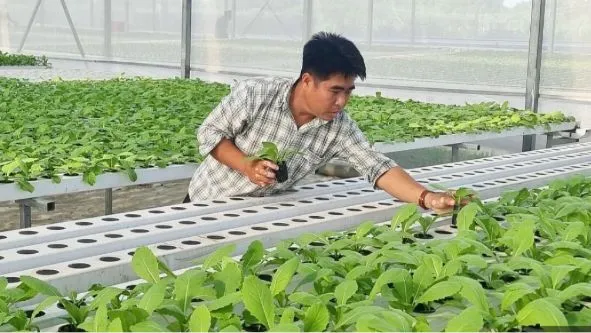 ĐBSCL: Nông dân tất bật chăm sóc hoa màu phục vụ thị trường tết
