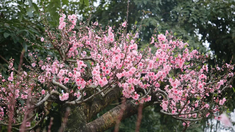 “Rừng” hoa tết về phố