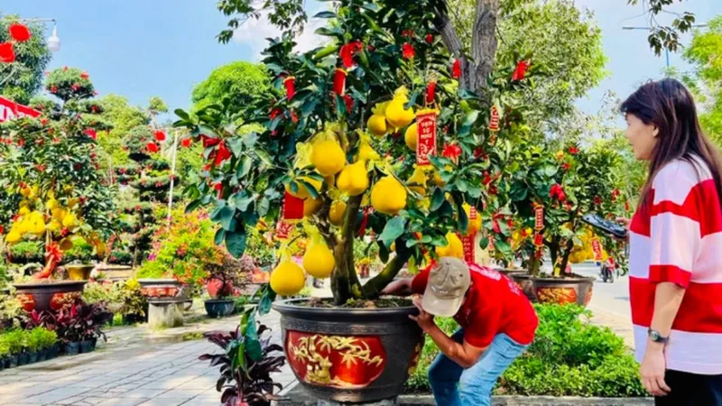 Hạ giá hoa kiểng để “đẩy” hàng sớm 