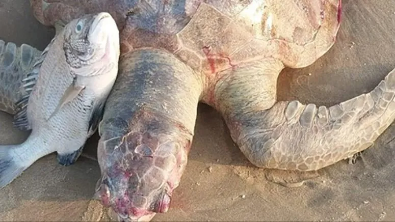 Xác rùa dạt vào bờ biển Vũng Tàu