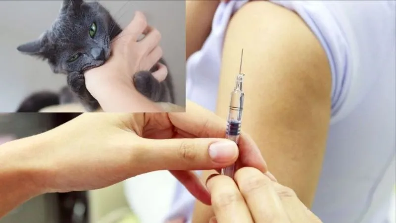 15 tỉnh, thành đang có dịch bệnh dại