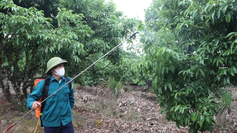 Miền Bắc năm nay dự báo mất mùa vải thiều