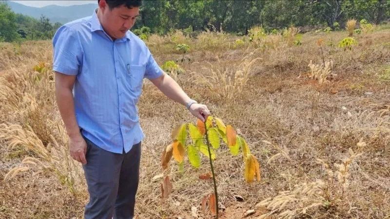 Cục Trồng trọt nêu loạt giải pháp cứu lúa, cây ăn trái, cà phê ở vùng hạn hán