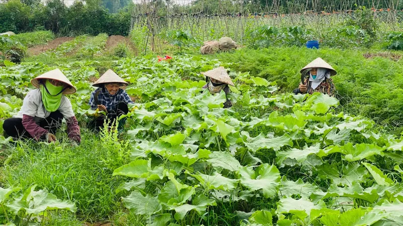 Nông nghiệp hữu cơ trên hành trình chinh phục thị trường: Chật vật tồn tại