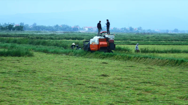 Quảng Bình: Hơn 2.000ha lúa bị lốc ngã rạp