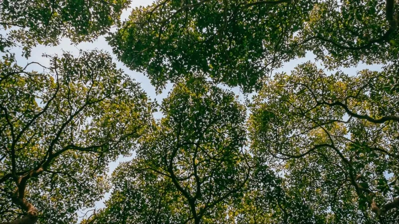 Khoảng không giữa các tán lá của cây sycamore tạo nên sự che chở, cũng phát triển và vươn cao