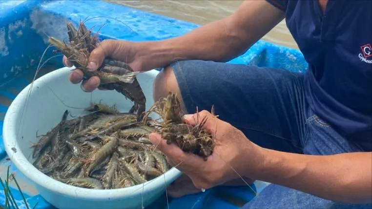 Nông dân ĐBSCl thu hoạch tôm